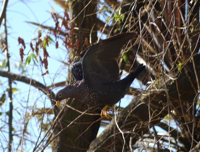 African Olive Pigeon